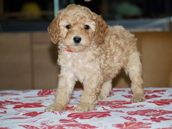 Petite femelle Caniche n�e le 02/05/2026 est propos�e � vendue 1600 �.