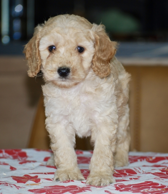 Petit mâle Caniche né le 02/05/2026 est proposé – vendu 1600 €.