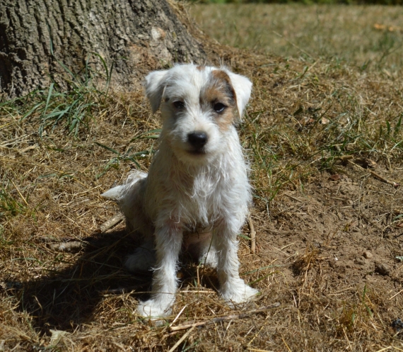 Petit mâle Parson Russell Terrier né le 18/04/2026 est proposé – vendu 1400 €.