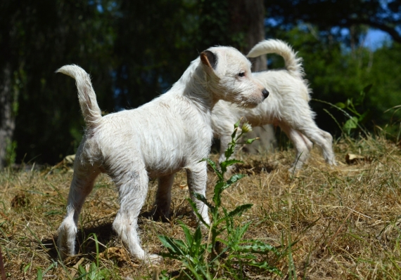 Petit mâle Parson Russell Terrier né le 18/04/2026 est proposé – vendu 1400 €.
