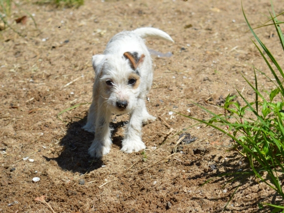 Petit mâle Parson Russell Terrier né le 18/04/2026 est proposé – vendu 1400 €.