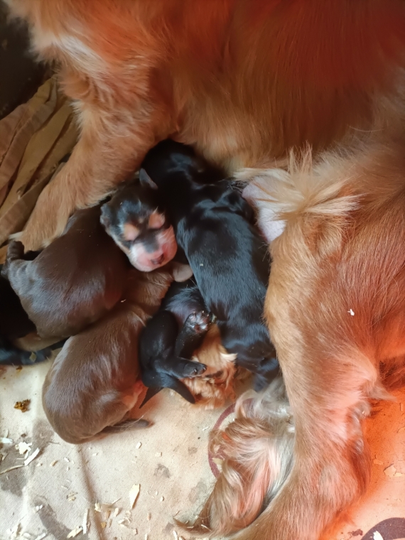 Petit mâle Cocker Anglais (Spaniel) né le 14/07/2026 est proposé – vendu 1600 €.