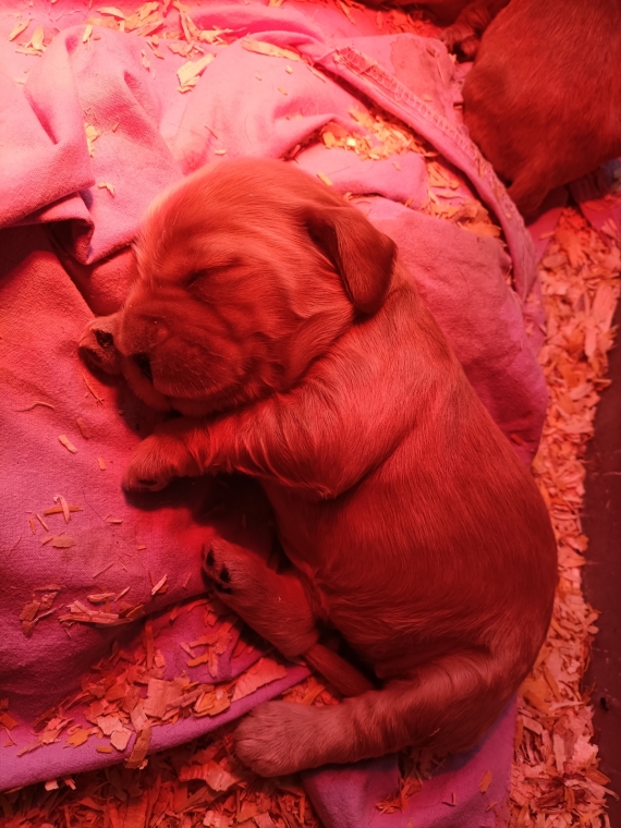 Petite femelle Cocker Anglais (Spaniel) n�e le 14/07/2026 est propos�e � vendue 1700 �.
