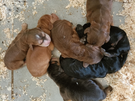 Petite femelle Cocker Anglais (Spaniel) n�e le 14/07/2026 est propos�e � vendue 1700 �.