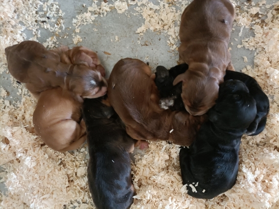 Petite femelle Cocker Anglais (Spaniel) n�e le 14/07/2026 est propos�e � vendue 1700 �.