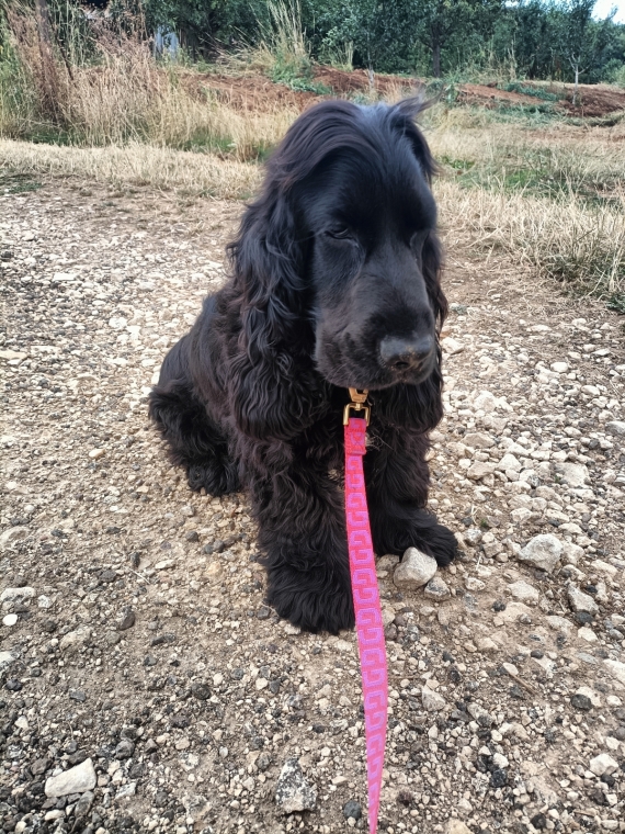 Petit m�le Cocker Anglais (Spaniel) n� le 08/02/2026 est propos� � vendu 1200 �.