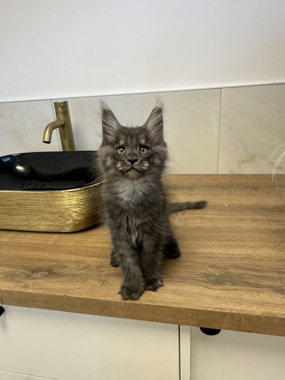 Petit mâle Maine Coon né le 06/05/2026 est proposé – vendu 1700 €.