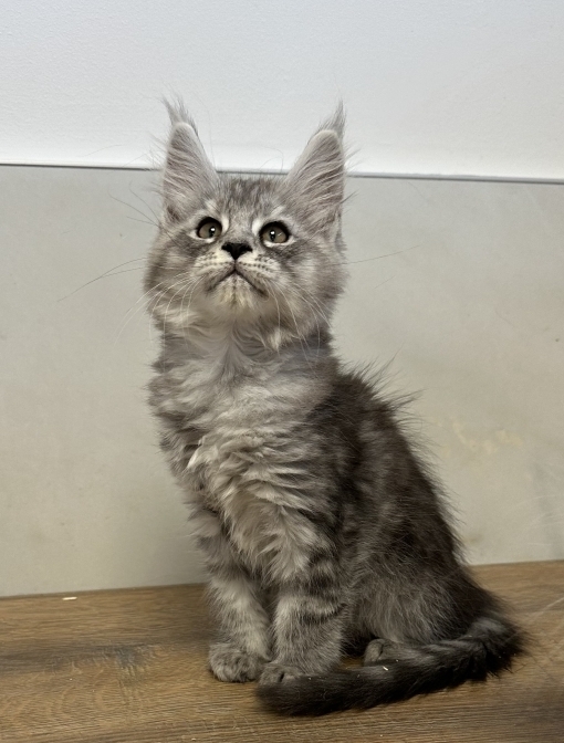 Petite femelle Maine Coon née le 06/05/2026 est proposée – vendue 1700 €.