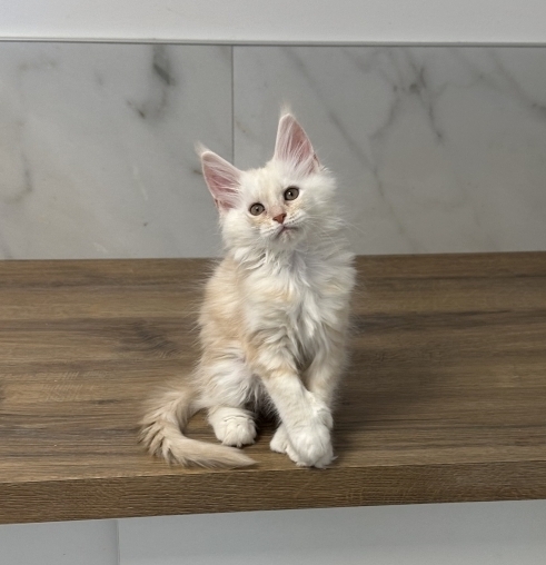 Petit mâle Maine Coon né le 06/05/2026 est proposé – vendu 1700 €.