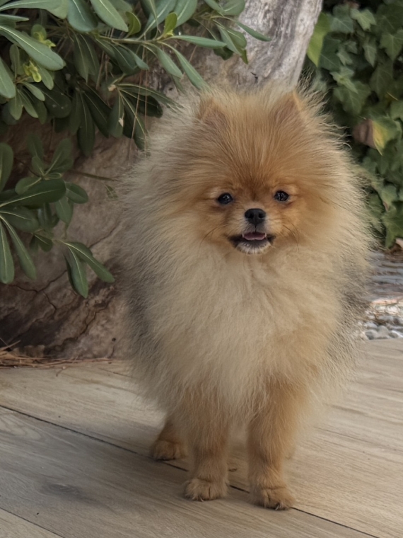 Petite femelle Spitz Allemand (Nain) née le 15/02/2026 est proposée – vendue 2900 €.