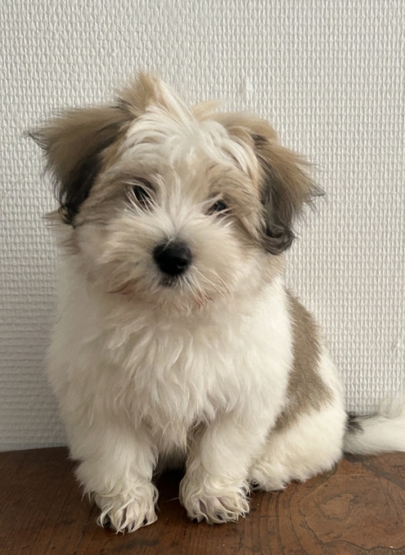 Petite femelle Coton de Tulear née le 19/05/2026 est proposée – vendue 1350 €.