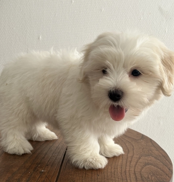 Petite femelle Coton de Tulear née le 19/05/2026 est proposée – vendue 1350 €.