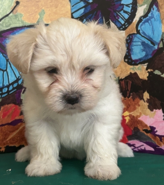 Petite femelle Bichon Havanais née le 22/06/2026 est proposée – vendue 1600 €.
