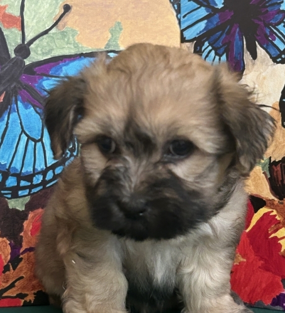 Petite femelle Bichon Havanais née le 22/06/2026 est proposée – vendue 1600 €.