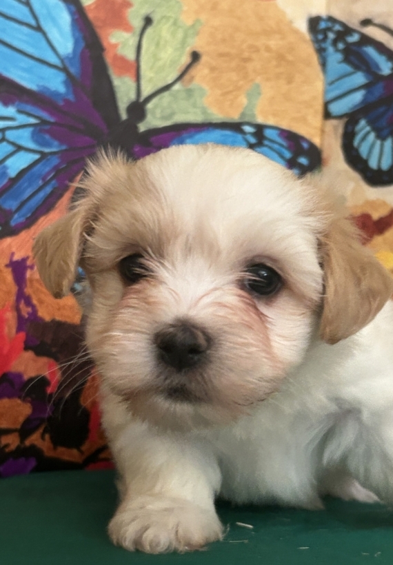 Petite femelle Bichon Havanais née le 22/06/2026 est proposée – vendue 1600 €.