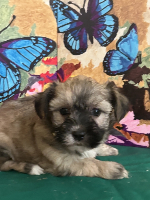 Petite femelle Bichon Havanais née le 22/06/2026 est proposée – vendue 1600 €.