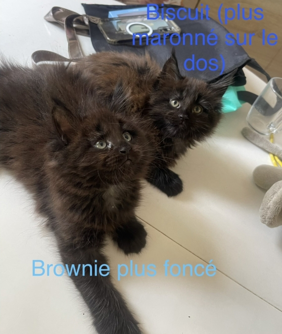 Petite femelle Maine Coon née le 13/05/2026 est proposée – vendue 1300 €.
