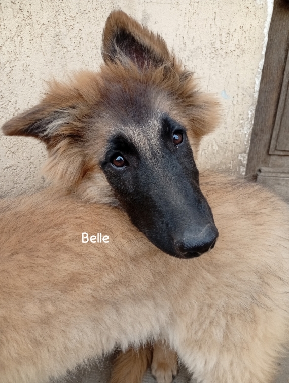 Petite femelle Berger Belge Tervueren née le 15/02/2026 est proposée – vendue 1200 €.