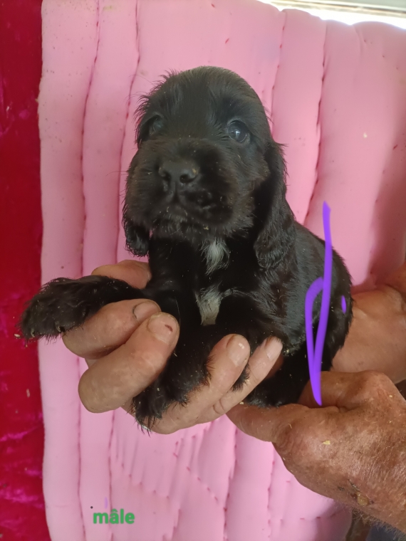 Petit m�le Cocker Anglais (Spaniel) n� le 11/06/2026 est propos� � vendu 1600 �.