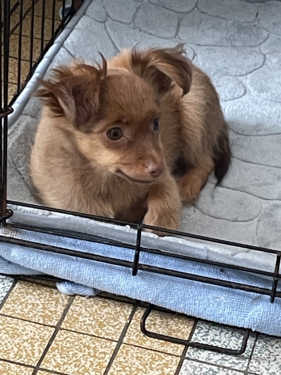Petit mâle Petit chien Russe né le 03/04/2026 est proposé – vendu 1800 €.