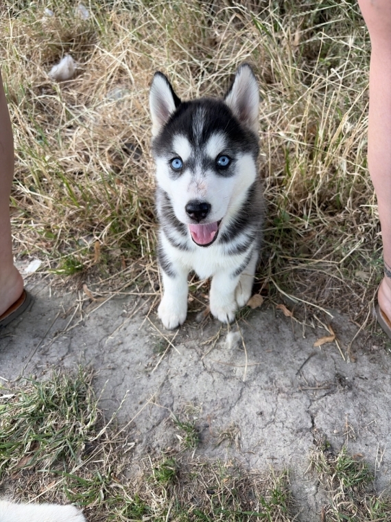 Petite femelle Husky Sibérien née le 15/05/2026 est proposée – vendue 1050 €.