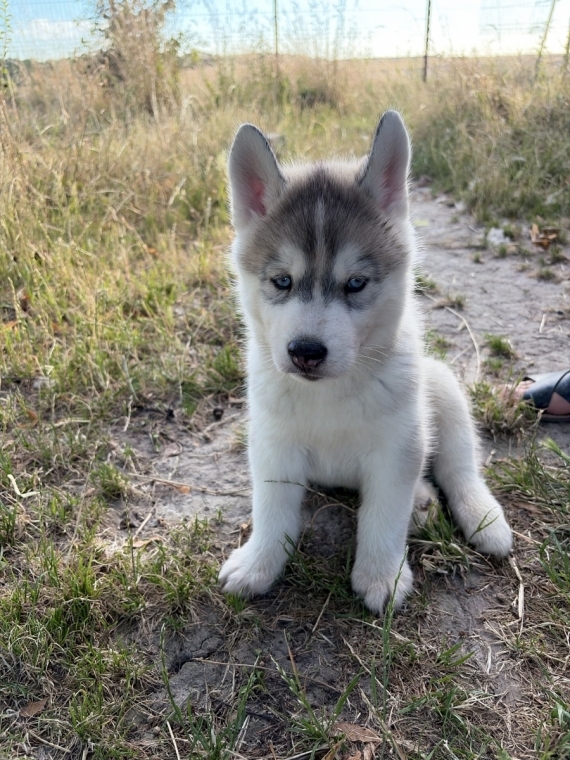 Petit mâle Husky Sibérien né le 15/05/2026 est proposé – vendu 850 €.