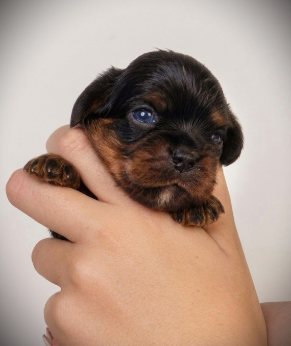 Petit mâle Cavalier King Charles né le 05/06/2026 est proposé – vendu 1600 €.