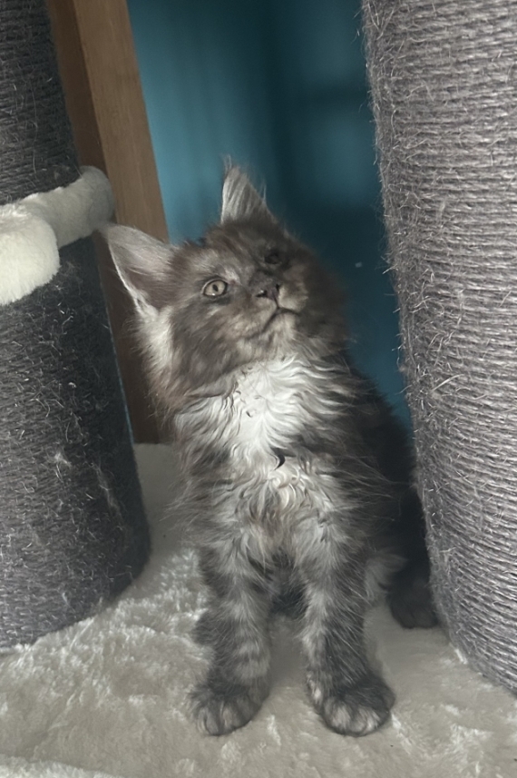 Petit mâle Maine Coon né le 27/04/2026 est proposé – vendu 1100 €.
