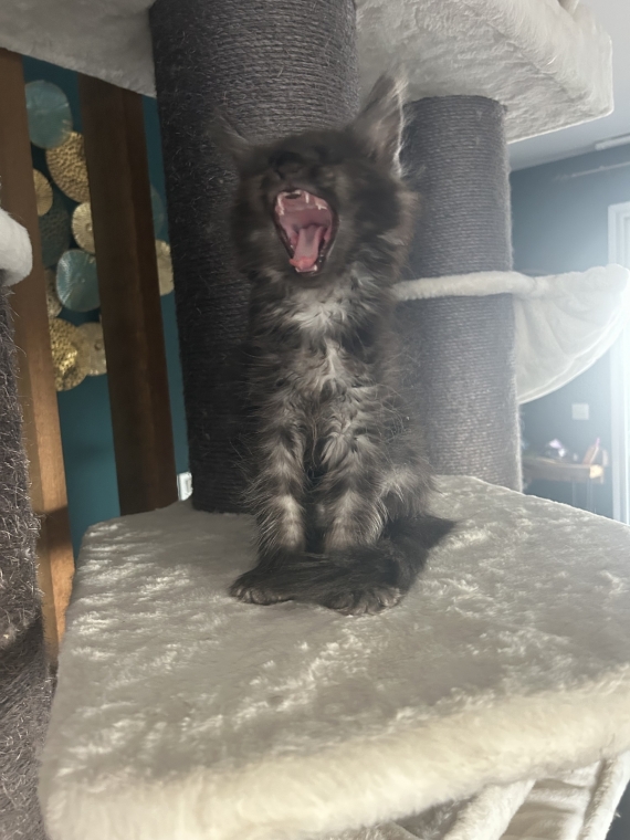 Petit mâle Maine Coon né le 27/04/2026 est proposé – vendu 1100 €.