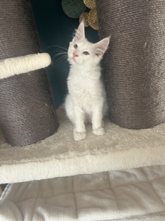 Petit mâle Maine Coon né le 02/04/2026 est proposé – vendu 1400 €.