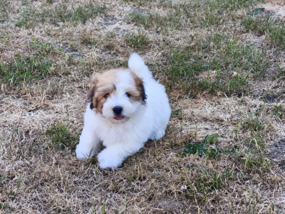 Petit mâle Coton de Tulear né le 05/05/2026 est proposé – vendu 1100 €.