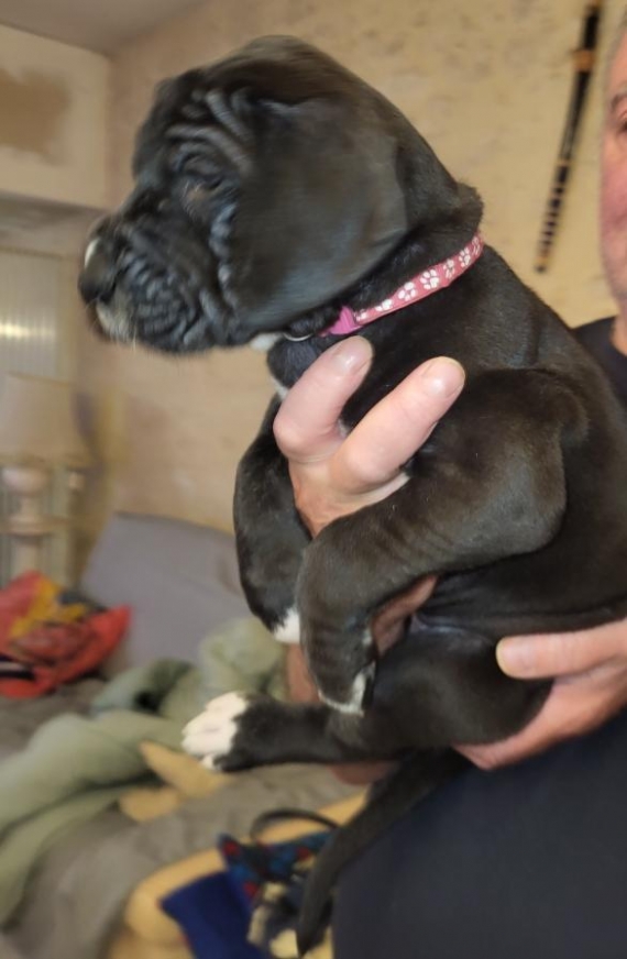 Petite femelle Dogue Allemand née le 20/05/2026 est proposée – vendue 2100 €.