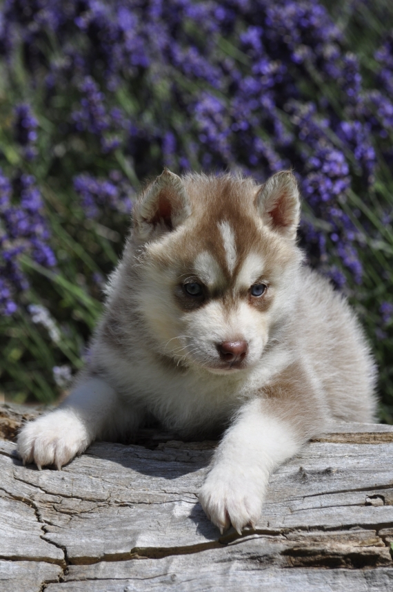 Petite femelle Husky Sibérien née le 14/05/2026 est proposée – vendue 1300 €.