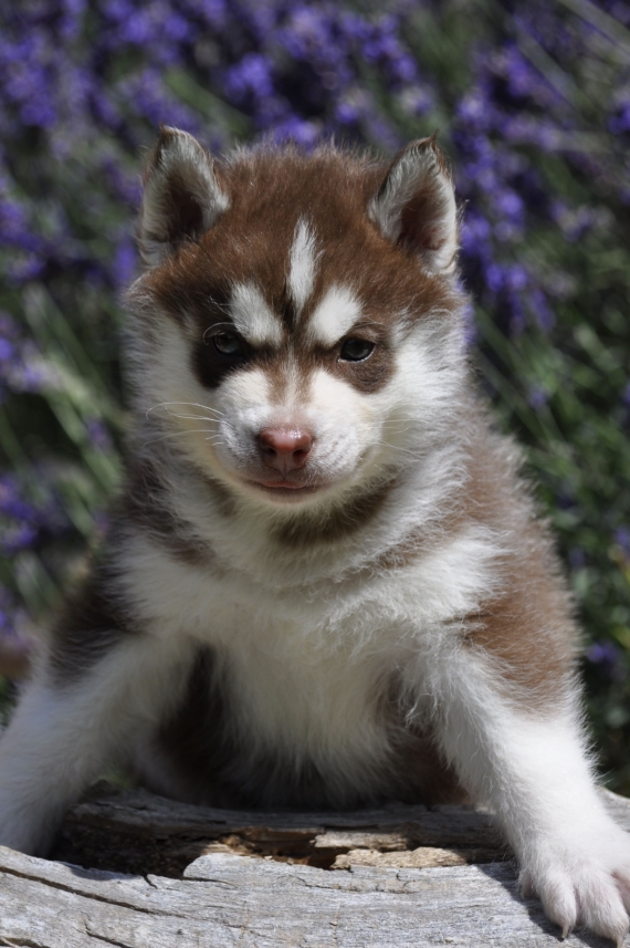 Petit mâle Husky Sibérien né le 14/05/2026 est proposé – vendu 1200 €.