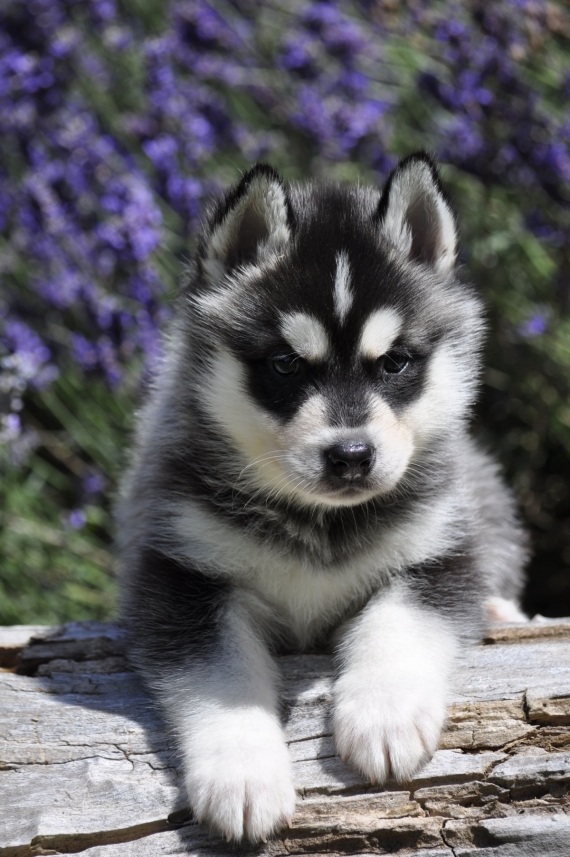 Petit mâle Husky Sibérien né le 14/05/2026 est proposé – vendu 1400 €.
