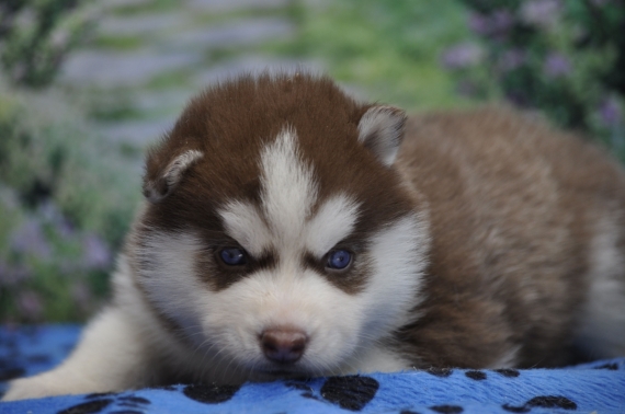 Petite femelle Husky Sibérien née le 04/06/2026 est proposée – vendue 1400 €.