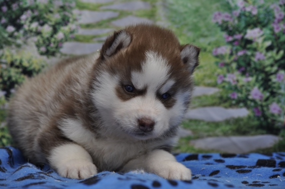 Petit mâle Husky Sibérien né le 04/06/2026 est proposé – vendu 1200 €.