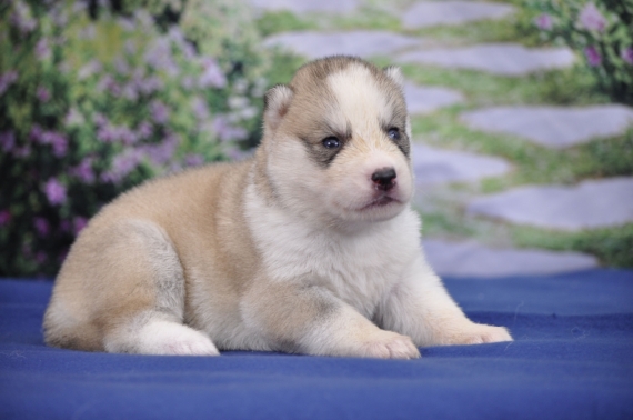 Petite femelle Husky Sibérien née le 11/06/2026 est proposée – vendue 1200 €.