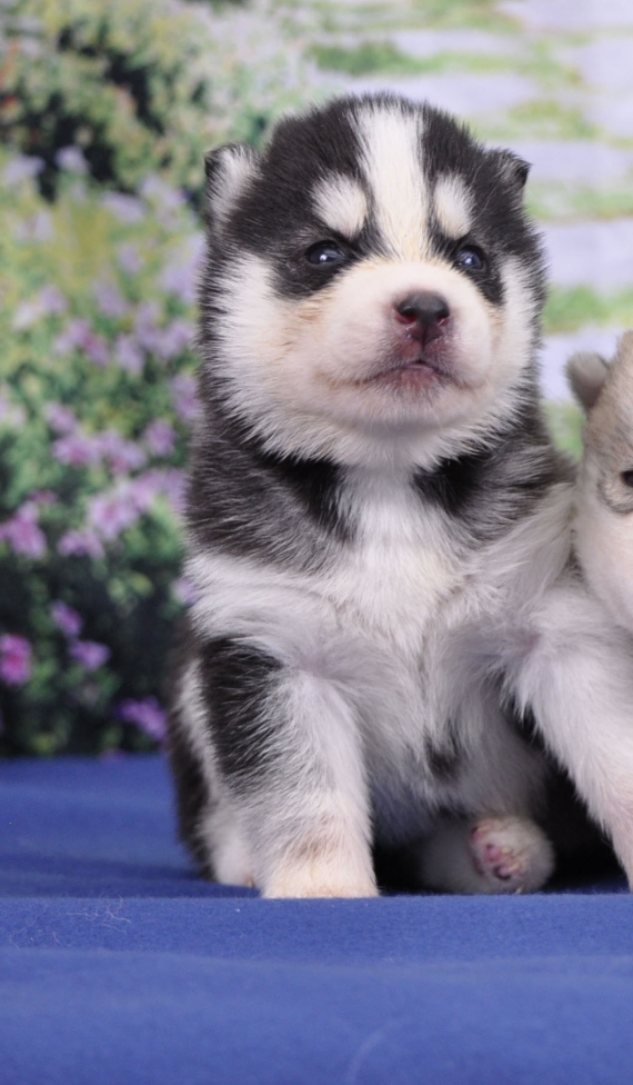 Petite femelle Husky Sibérien née le 11/06/2026 est proposée – vendue 1200 €.
