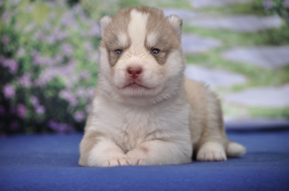 Petit mâle Husky Sibérien né le 11/06/2026 est proposé – vendu 1200 €.