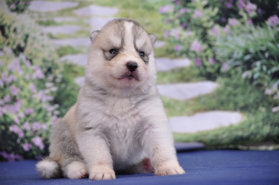Petit mâle Husky Sibérien né le 11/06/2026 est proposé – vendu 1200 €.