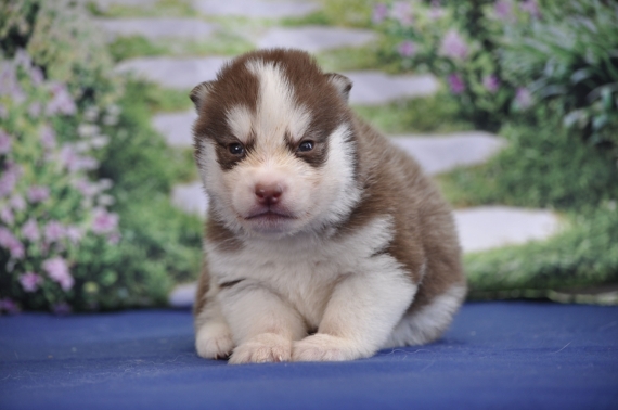 Petit mâle Husky Sibérien né le 11/06/2026 est proposé – vendu 1200 €.