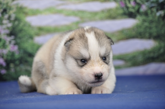 Petit mâle Husky Sibérien né le 11/06/2026 est proposé – vendu 1200 €.