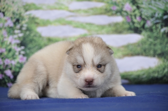 Petit mâle Husky Sibérien né le 11/06/2026 est proposé – vendu 1200 €.