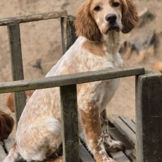 Ce petite mâle Setter Anglais proposé à l'achat est né le 04/12/2025.