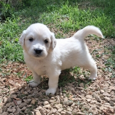 Cette petite femelle Golden Retriever proposée à l'achat est née le 01/06/2026.