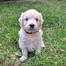 Golden Retriever chiot vendu 1600 €
