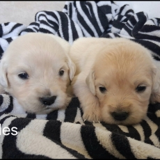 Chiot Golden Retriever à adopter au prix de 1600 €