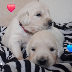 Golden Retriever chiot vendu 1600 €