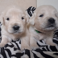 Adoption chiot Golden Retriever au prix de 1600 €